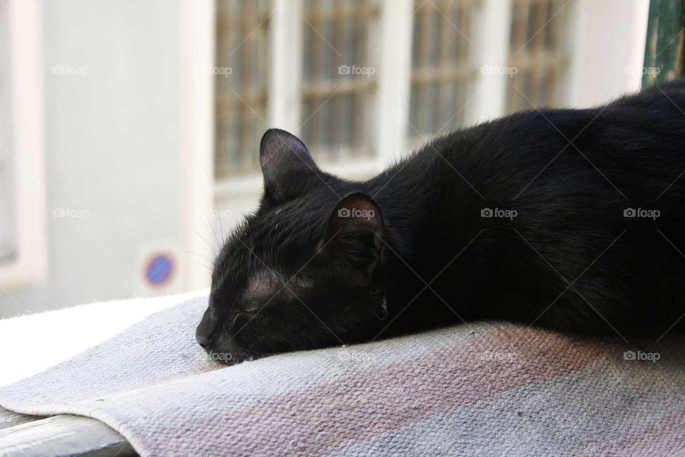 cat is sleeping on the window