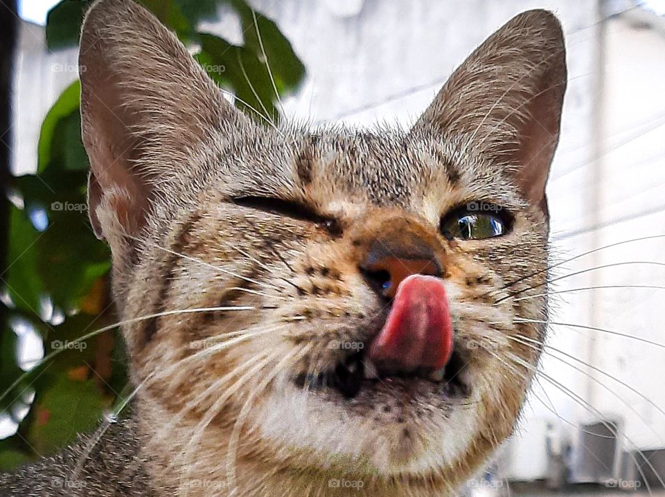 selfie of a kitten who loves to pose for photography