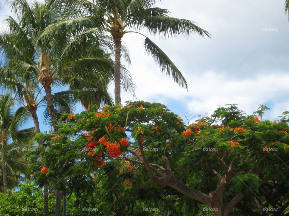 Hawaii. Breezy Palms