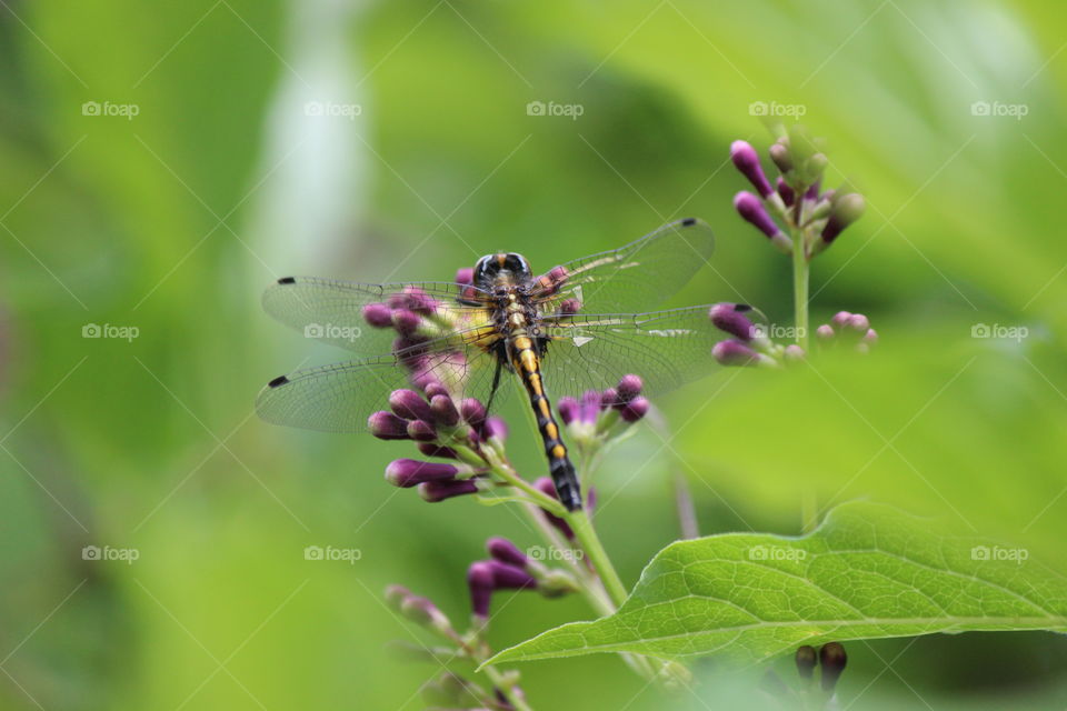 Dragonflies and blooms