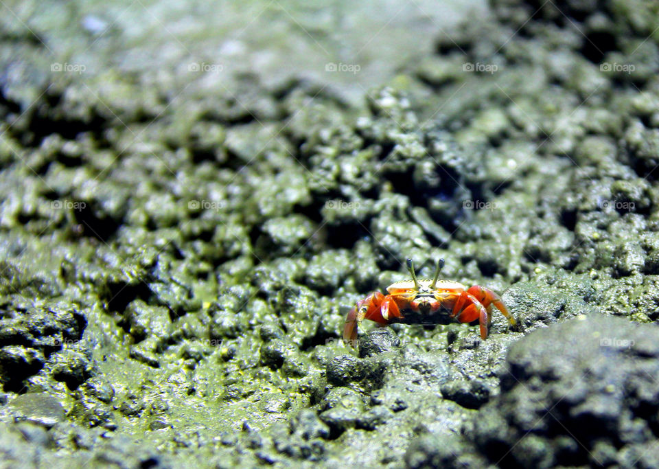 beach macro closeup orange by mathsonlee