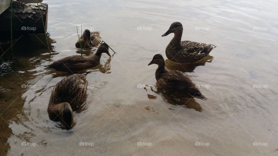 Duck, Bird, No Person, Water, Outdoors