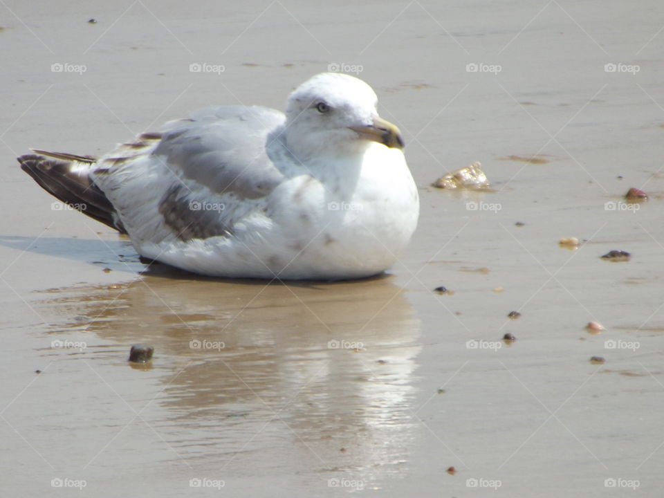 Seagull On The Sand