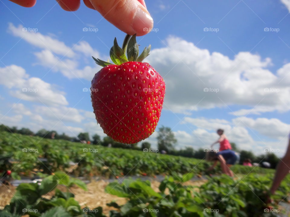 strawberry