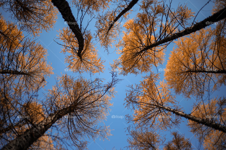 Trees during autumn season