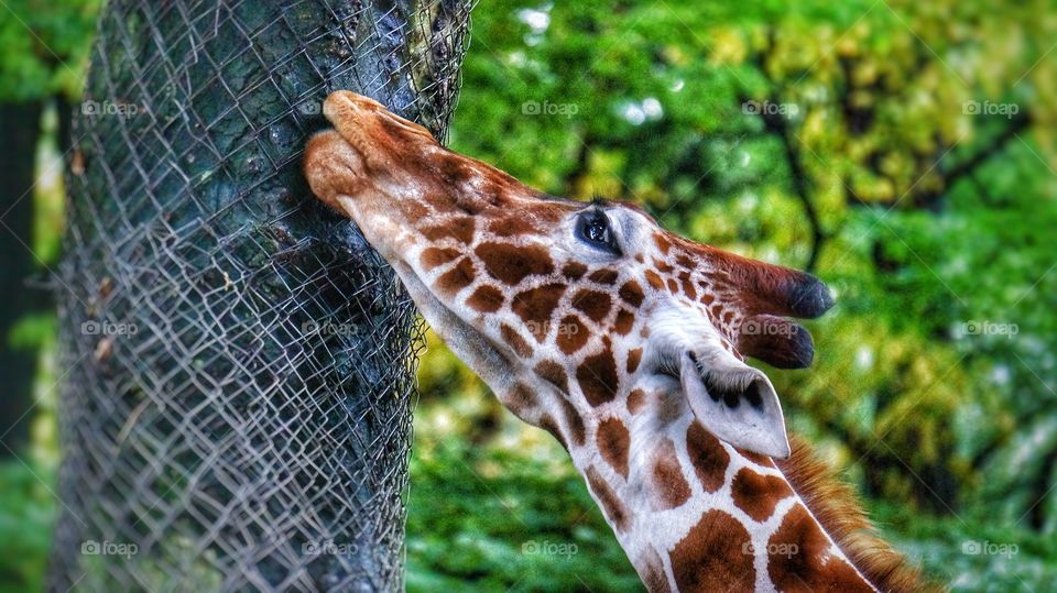 Amsterdam Zoo 