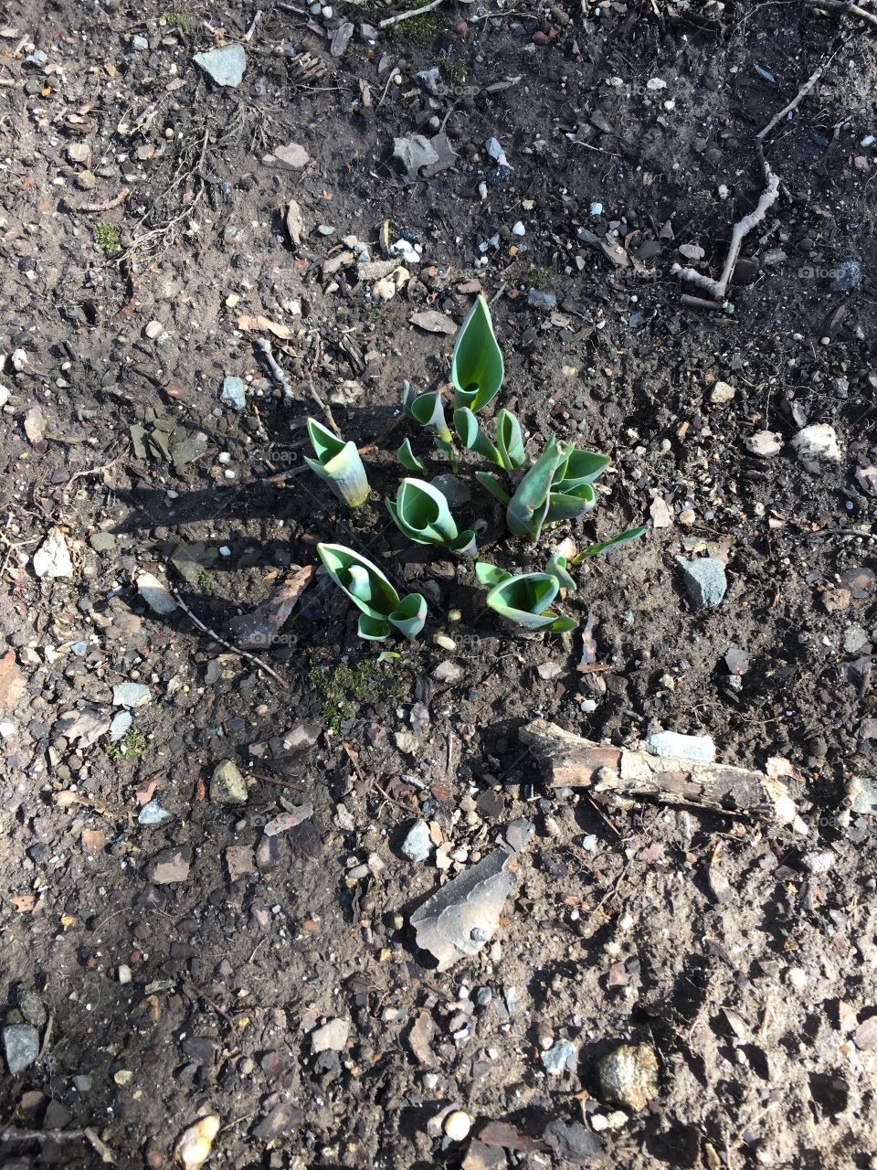 Springtime budding tulips