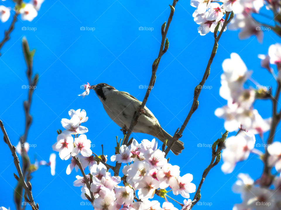 Bird in sakura