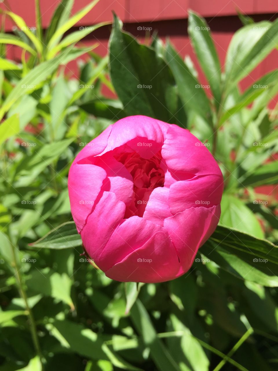 Peony about to open