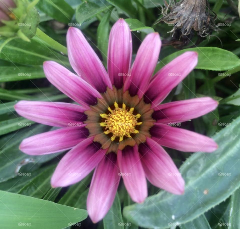 🌹 🇺🇸 Very beautiful flowers to brighten our day.  Live nature and its beauty. Did you like the delicate petals? / 🇧🇷 Flores muito bonitas para alegrar nosso dia. Viva a natureza e sua beleza. Gostaram das pétalas delicadas? 