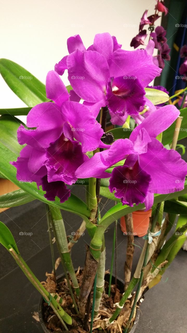 Beautiful Bloomimg Purple Catalaya Orchid Plant
