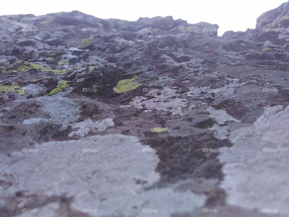 lichens