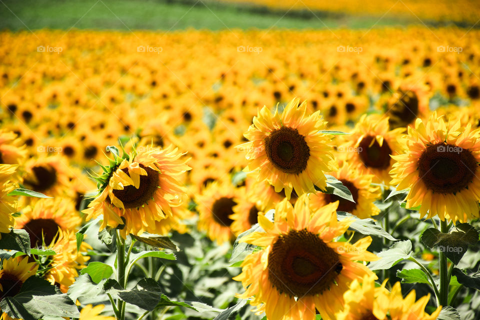 Flower, Nature, Flora, Summer, Sunflower