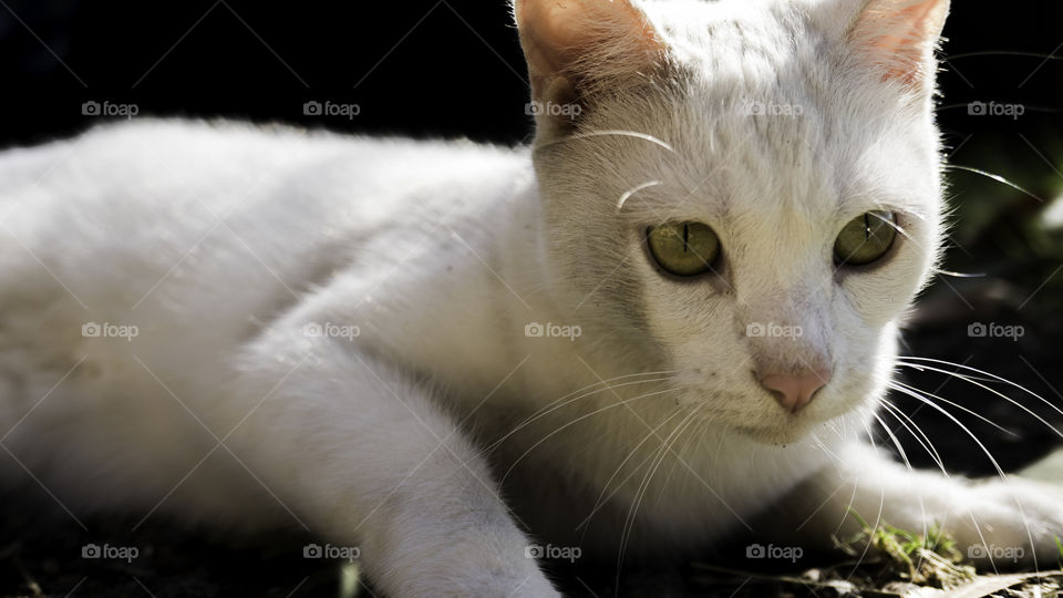 Close-up of domestic cat