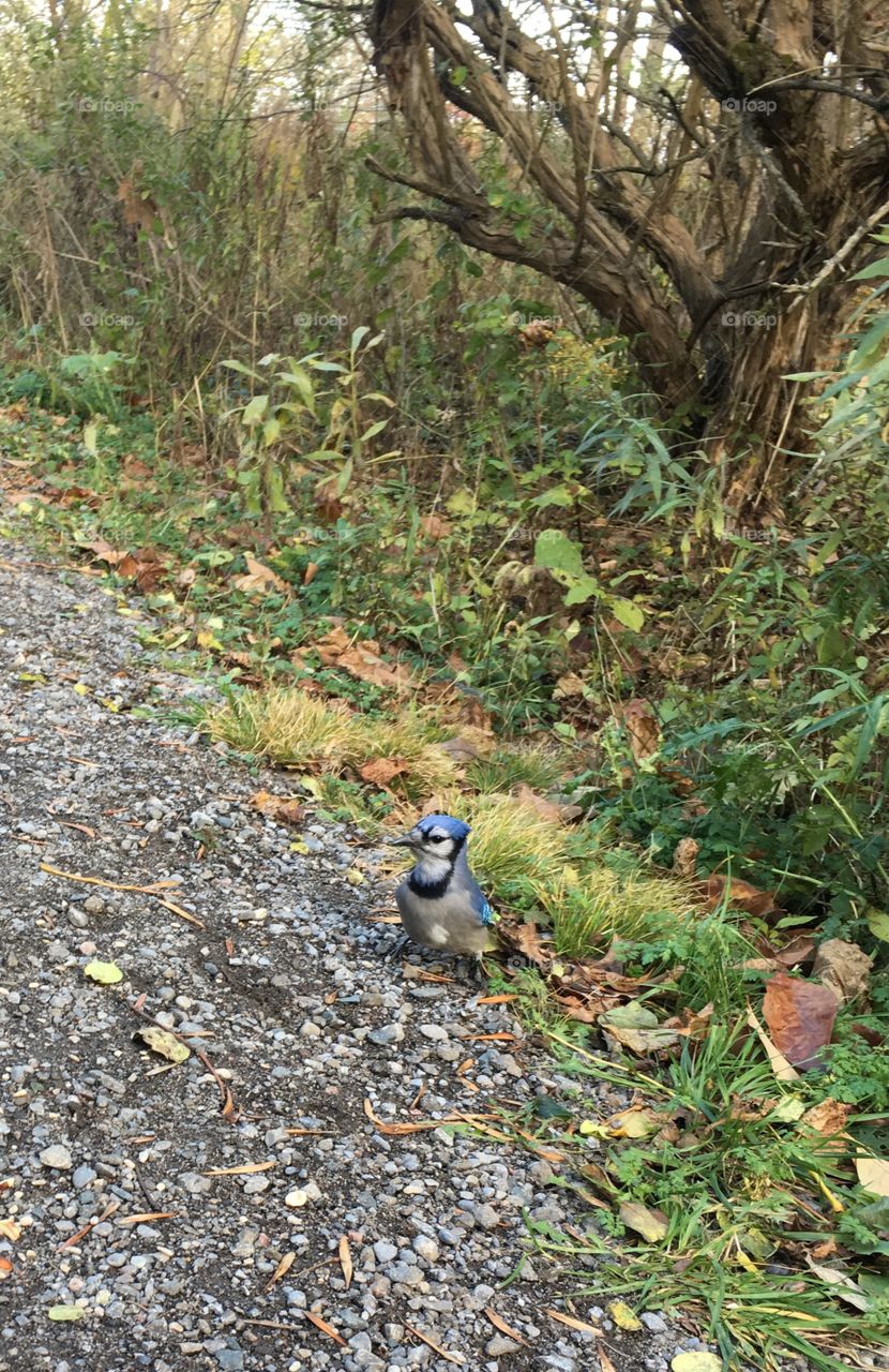 A blue jay sitting on a nature trail. The bird is surrounded by lush green foliage. There is many pebbles/gravel with some dead leaves scattered around.