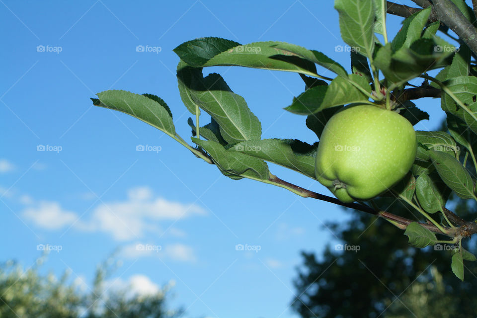 Green apple on branch in the focus, blue sky on background