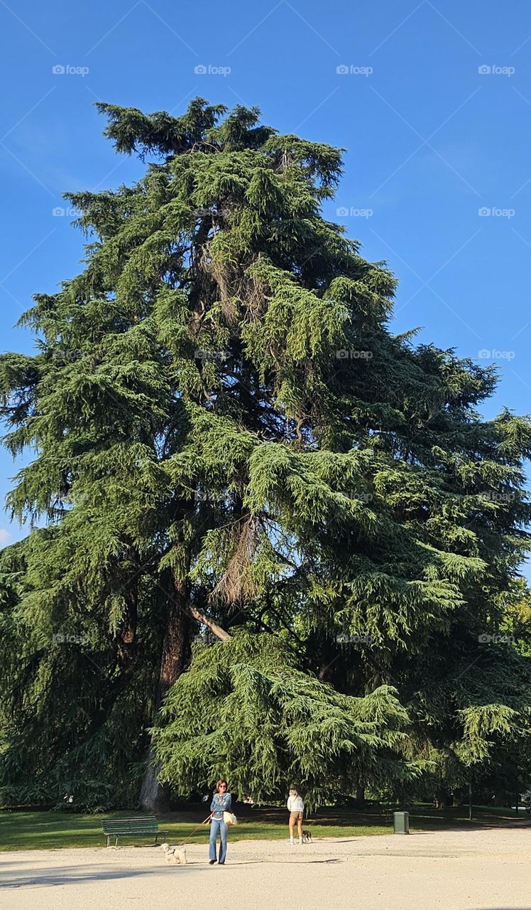 arbre dans parc de Milan