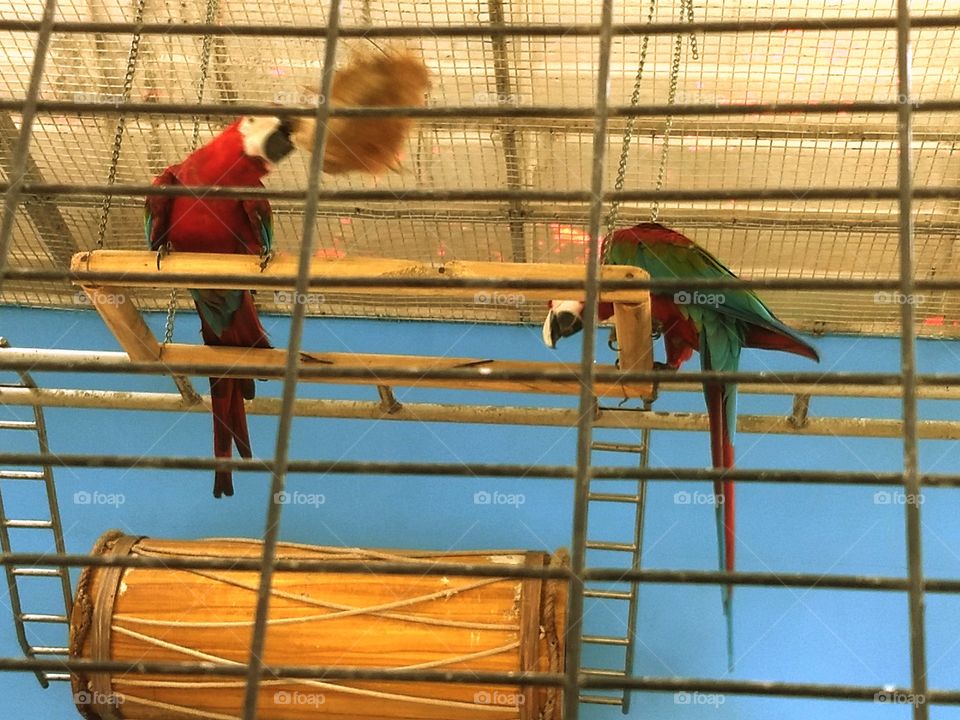 Bird - Nehru Zoological Park