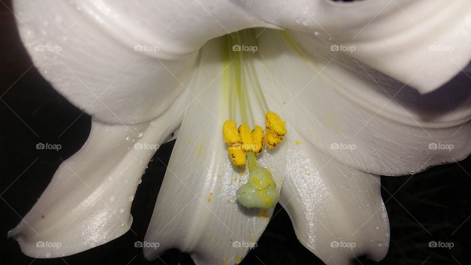 Flower, Lily, No Person, Nature, Flora