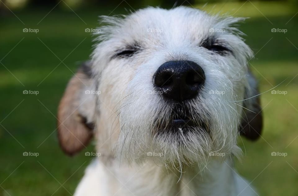 Jack Russel Terrier