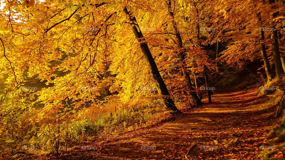 View of forest street during autumn