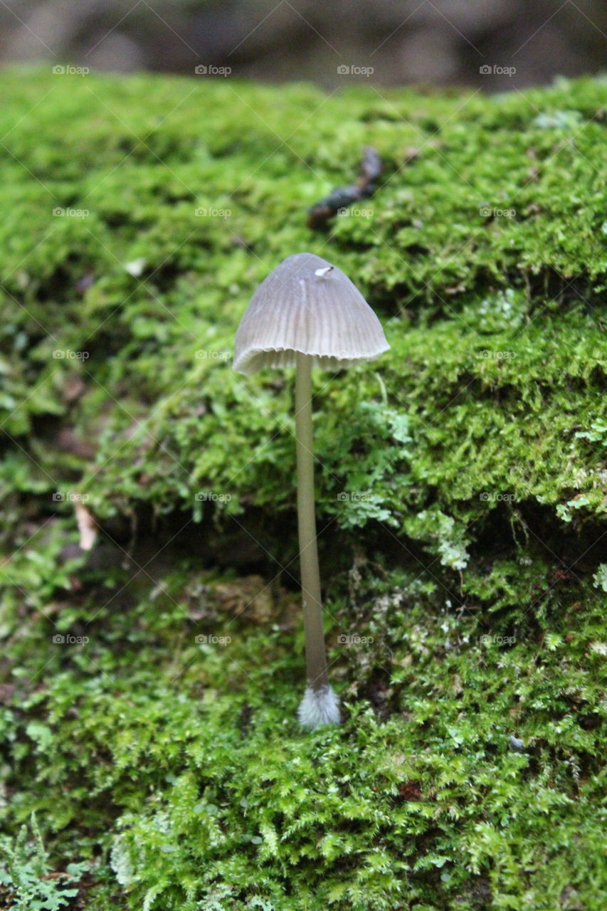 mushroom. Hiking at Rickets Glen
