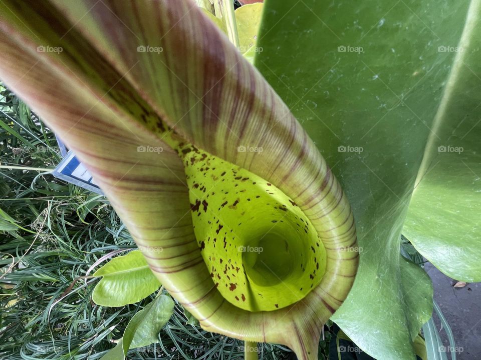 Looking down a giant carnivorous pitcher plant