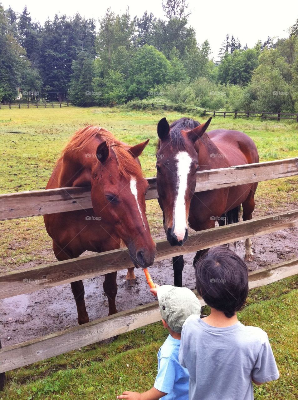 Horses 