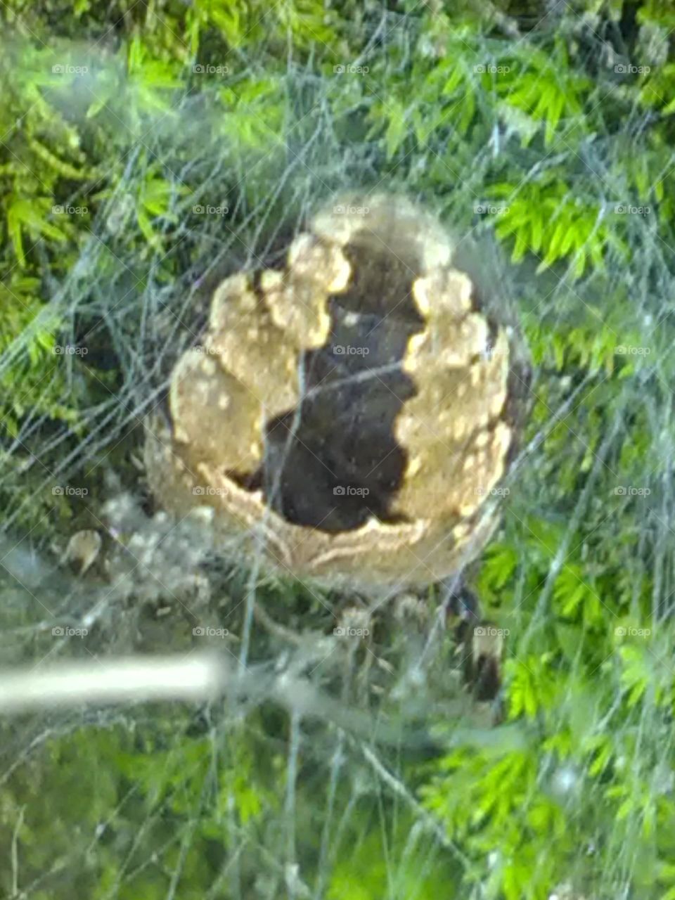 This spider creates a trap for itself and lives in it, and if a worm fades in it then it becomes its food.