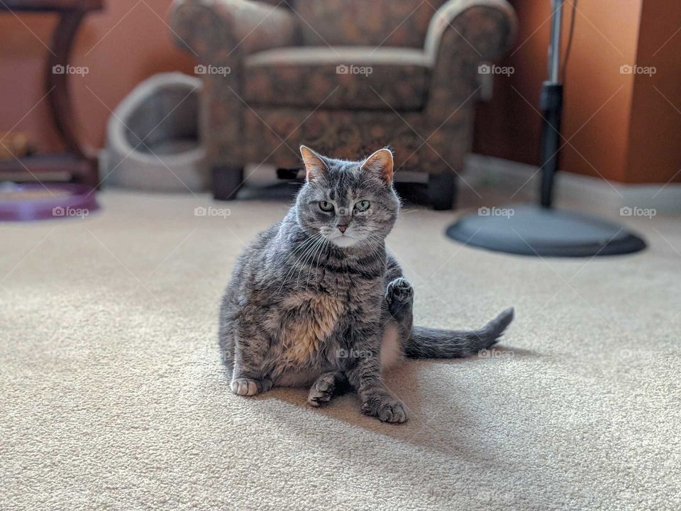 Our cat taking a quick stare break from cleaning herself
