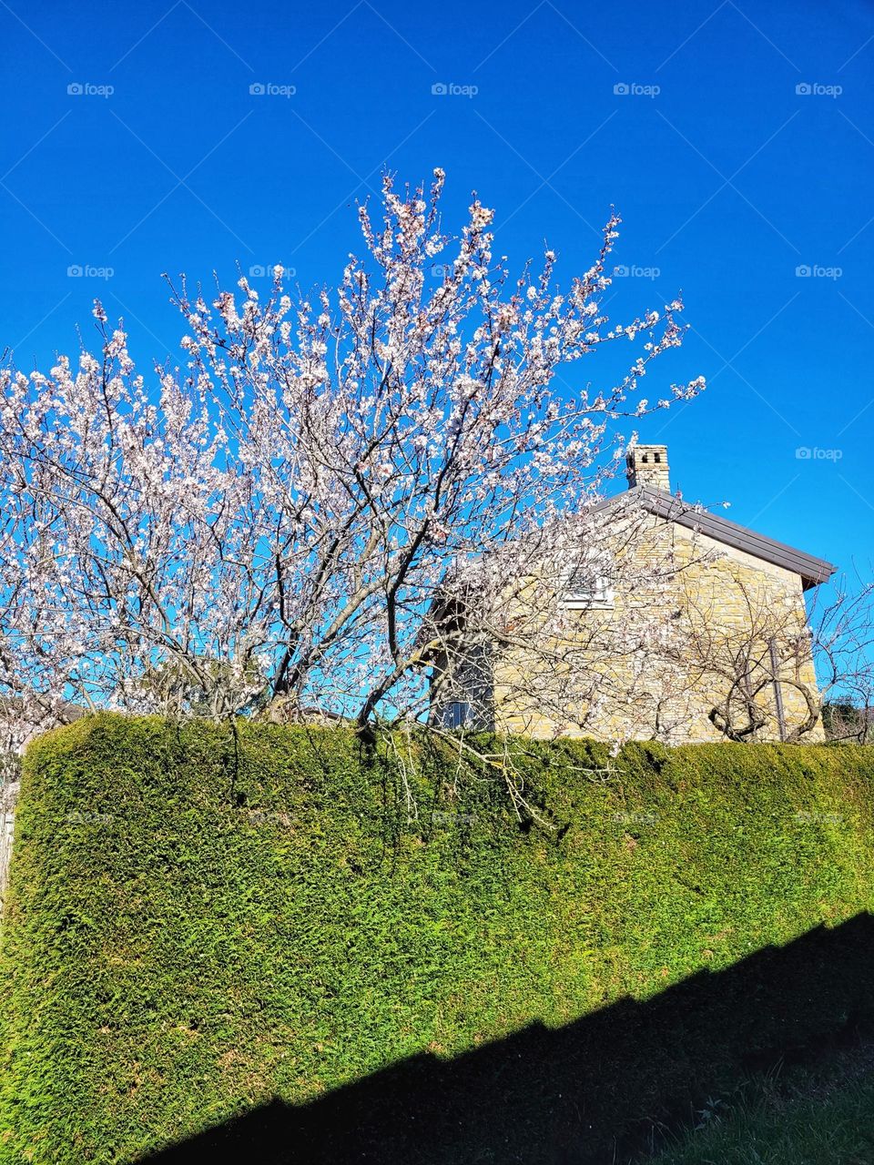 Blooming fruit tree near cozy house in the city.