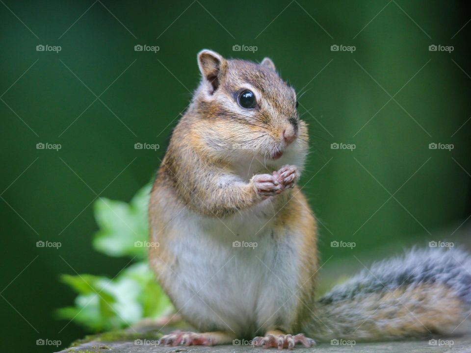 Cute chipmunk close up