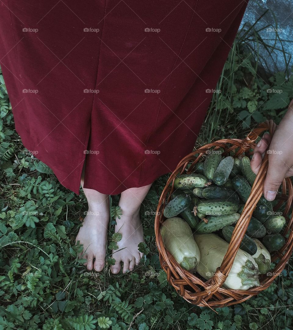 A basket of fresh cucumbers and squash for a picnic in the park