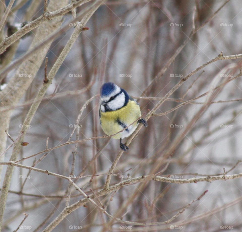 Blue titmouse sitting on a small branch of a bush in the park in the winter.