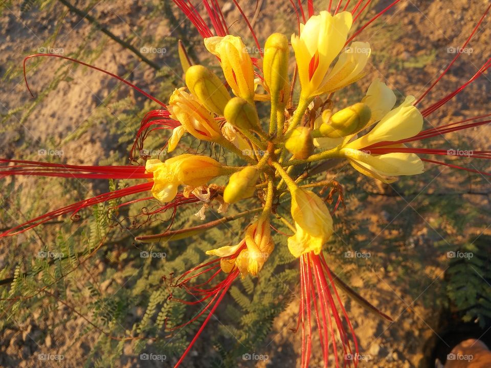 Yellow and red flower.