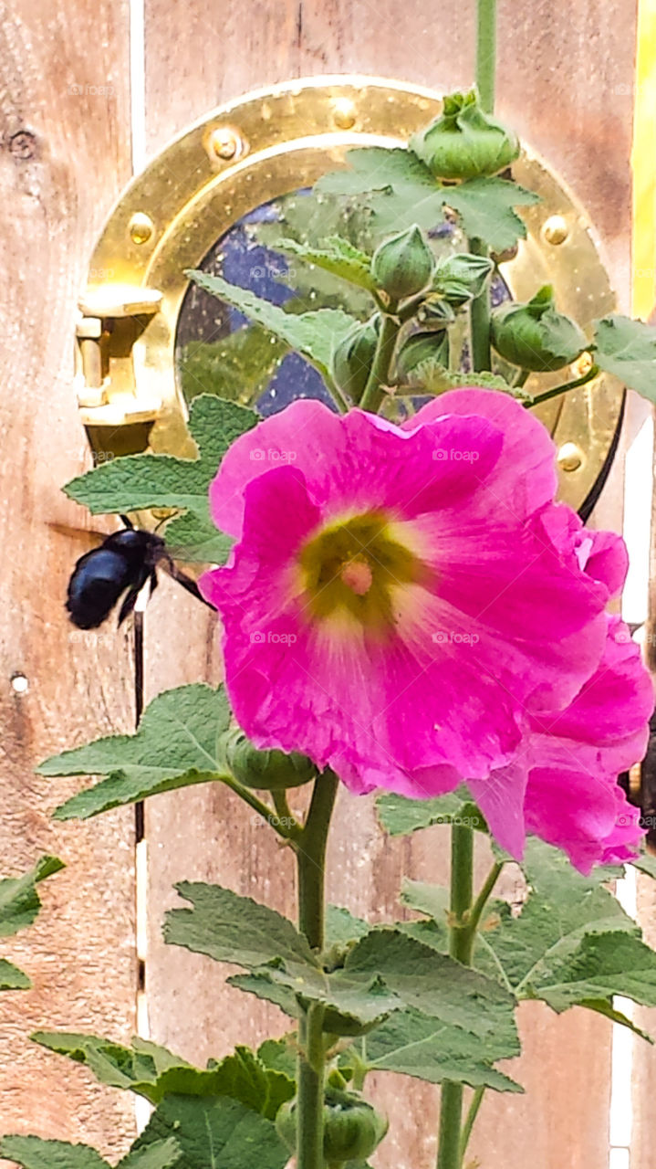 Hollyhock and bumblebee