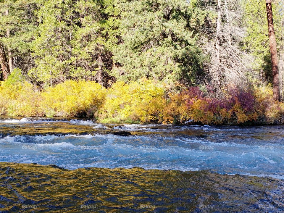 Stunning fall colors on the riverbanks of the turquoise waters of the Metolius River at Wizard Falls in Central Oregon on a sunny autumn morning.