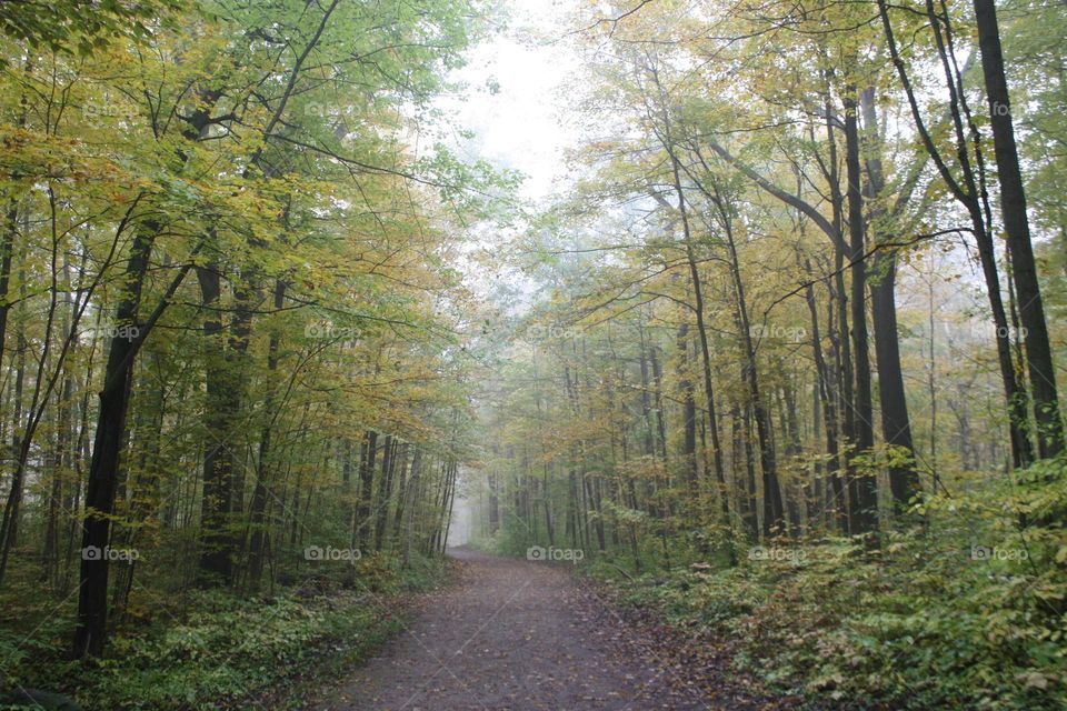 Misty forest