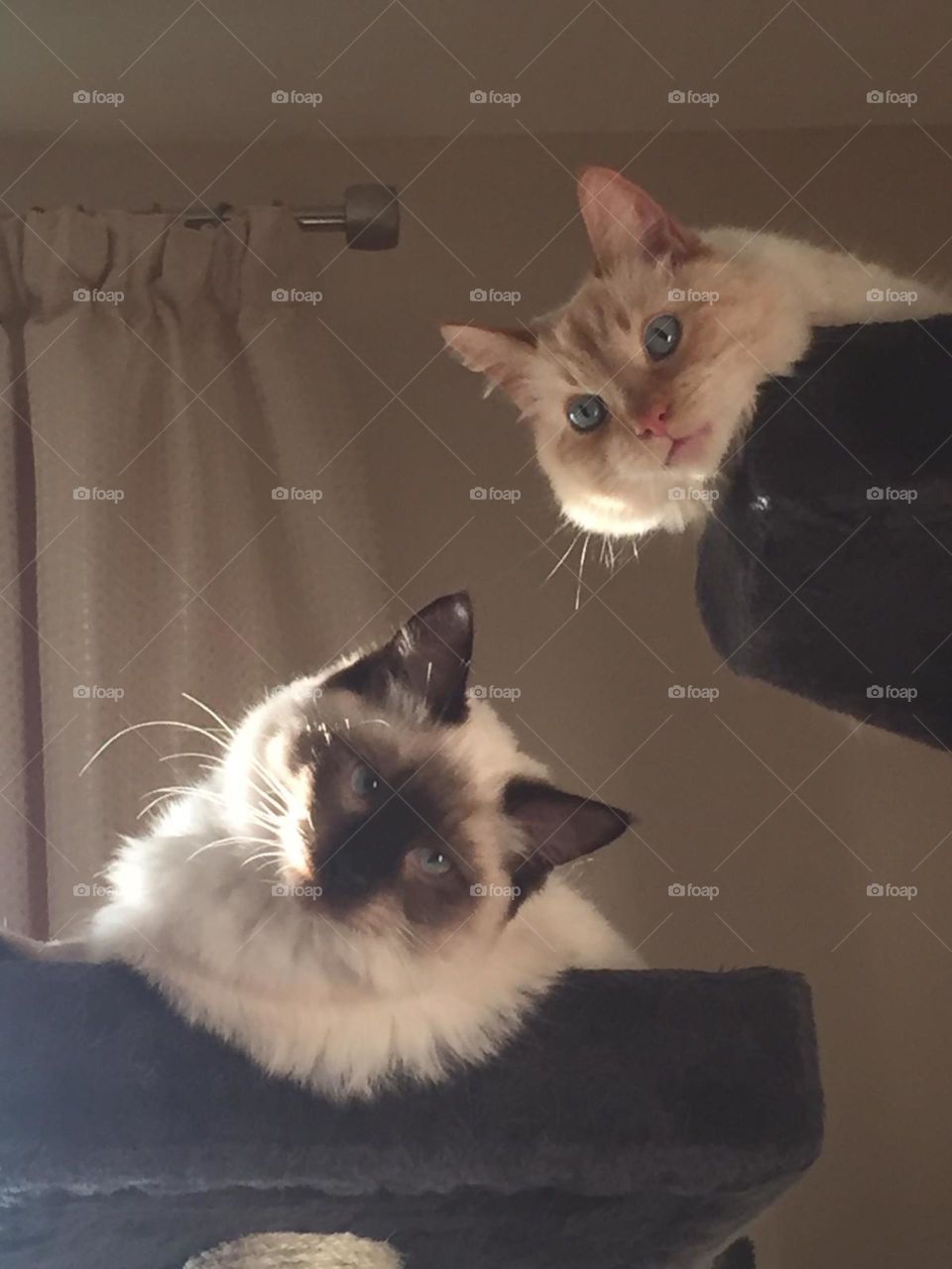 Rag doll kitty’s Floyd and Foszy 