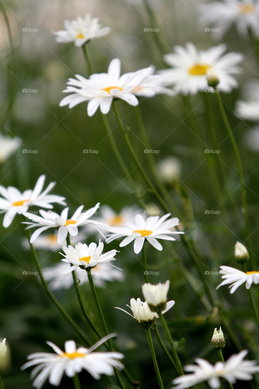 Pretty White Daisies in a Summer Garden