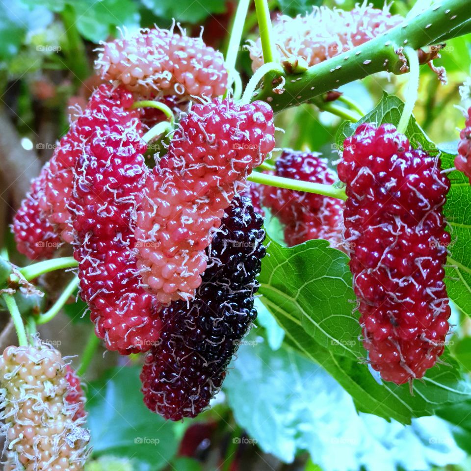 Selective Focus Young Mulberry Friut On Tree.