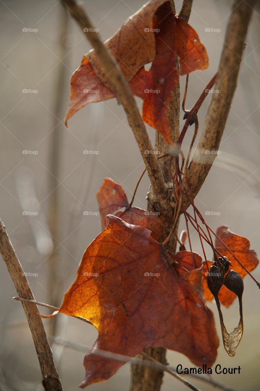 Maple leaf and seed stuck on a bush