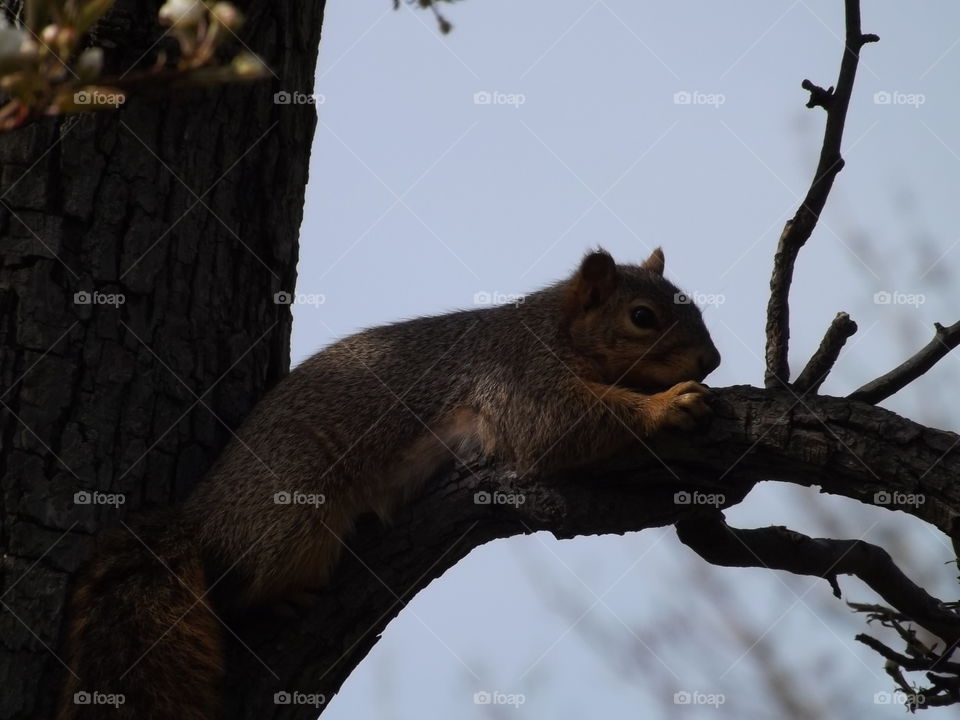 A Squirrel watching from a limb