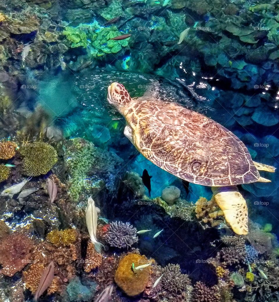 sea turtle aquarium