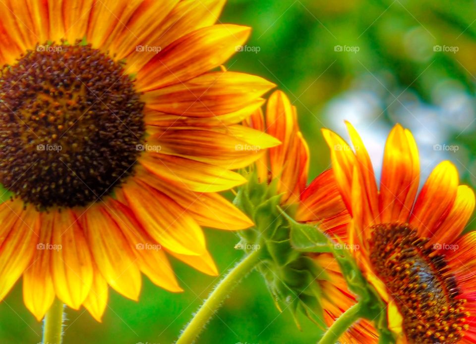 Bright sunflowers 