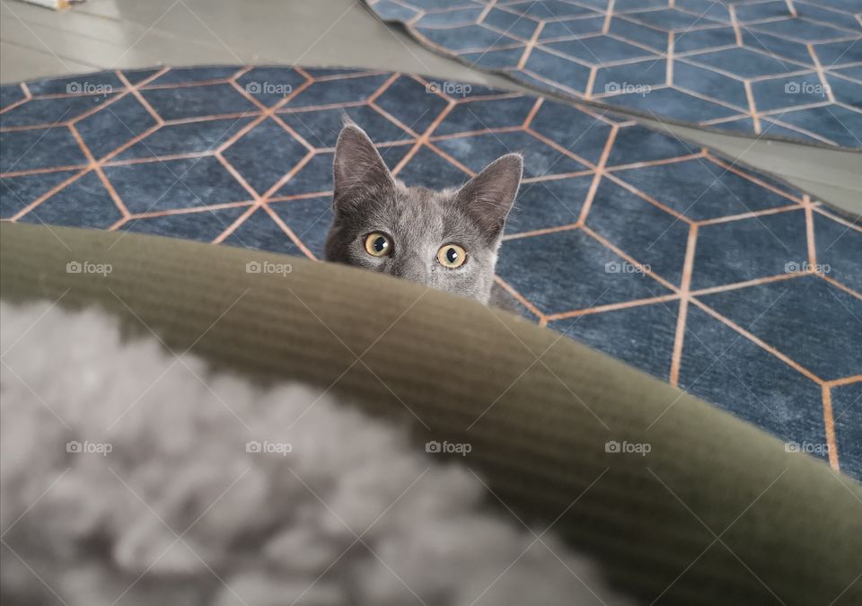 My beautiful baby kitten Simba. So cute and playful baby cat. He does me so happy every day😍❤️😺