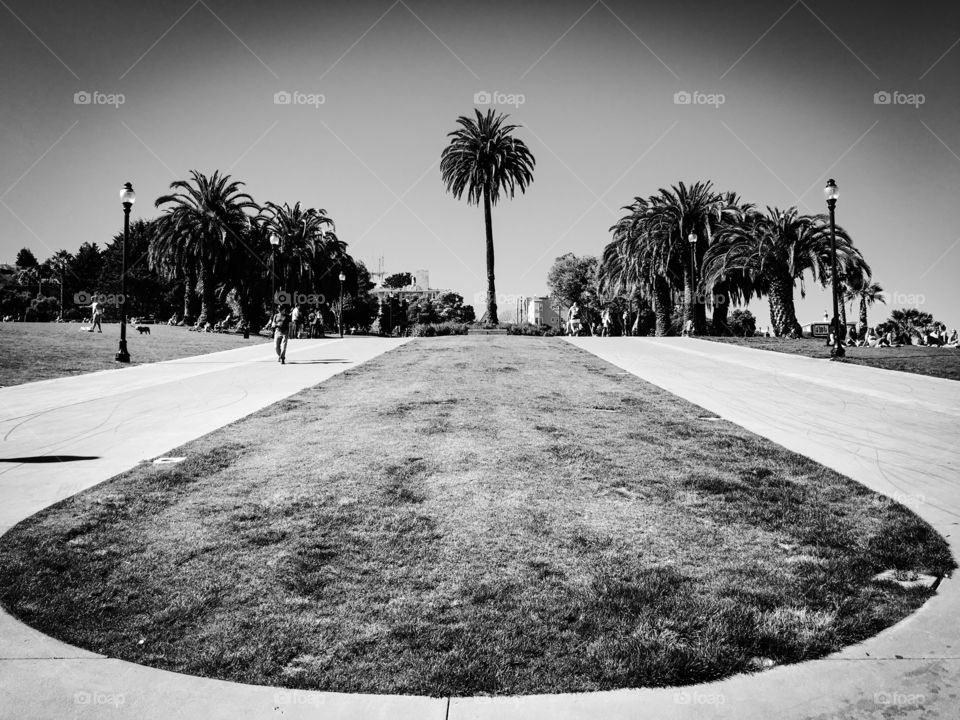 Tree, Beach, Palm, Street, Road