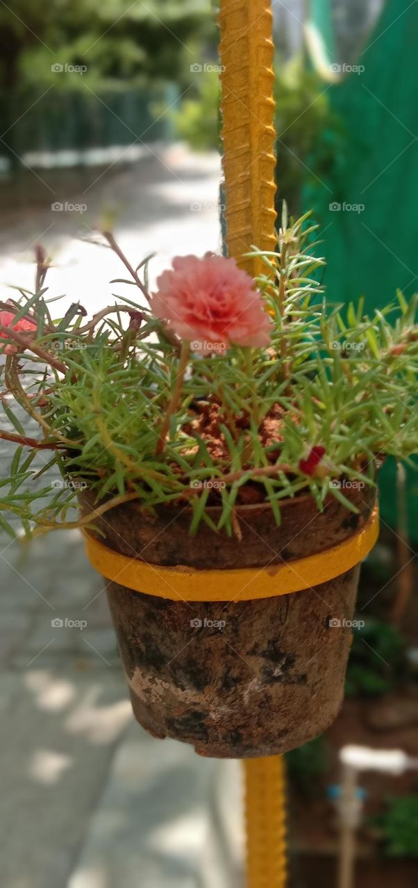 Bloom and grow with grace ❤️✨