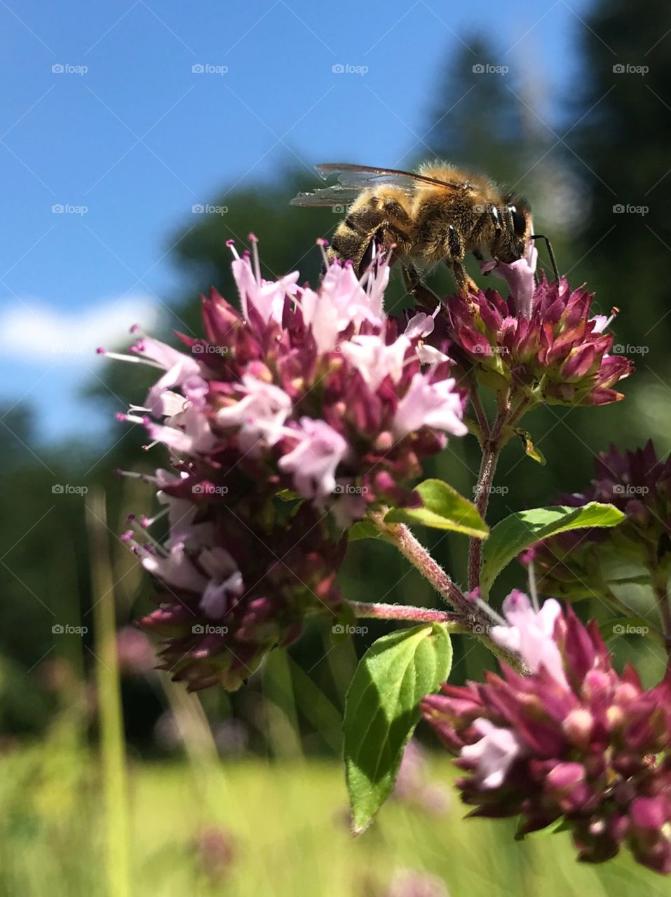 Swiss Forest Trübelbachweiher Bee