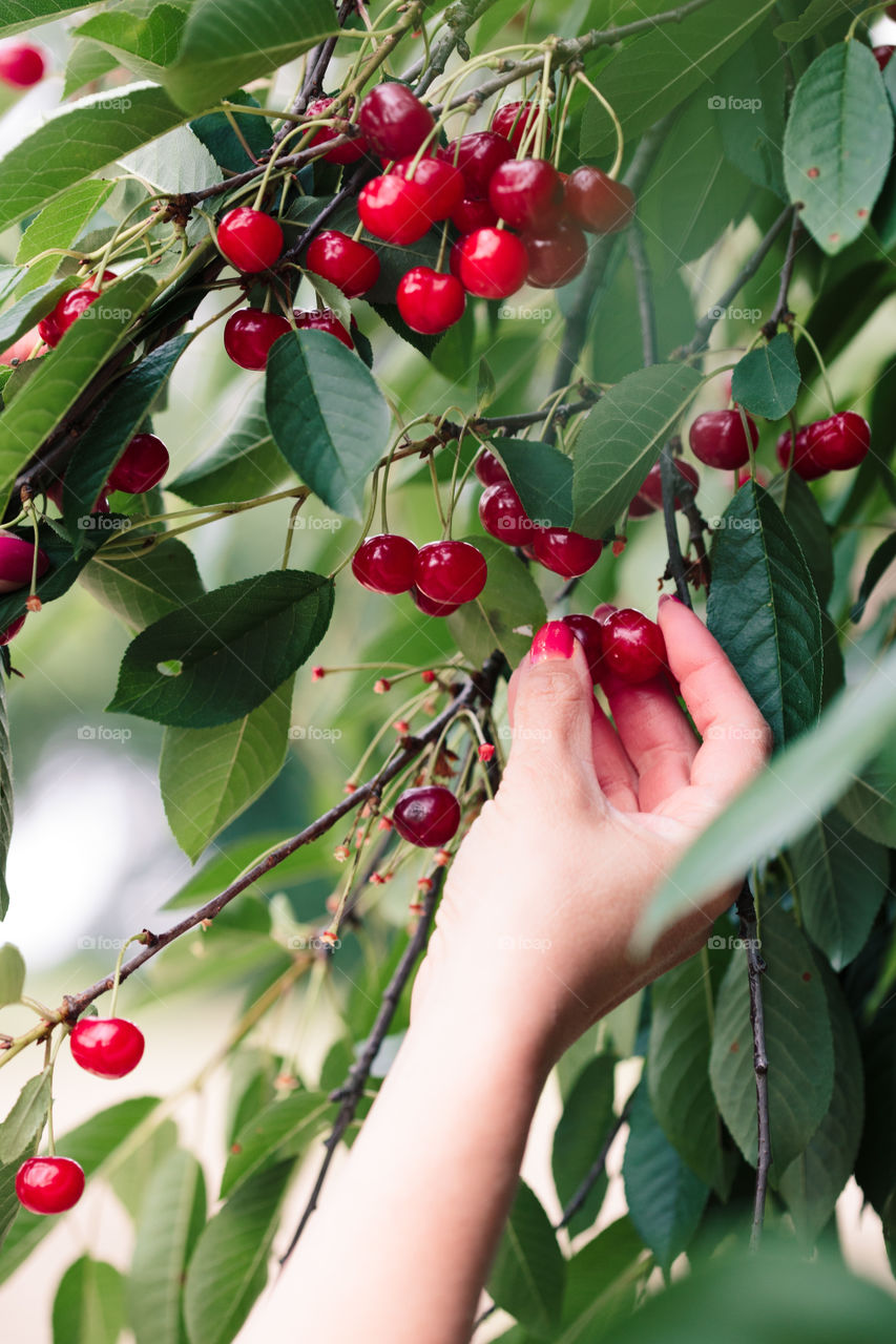 Woman picking cherry berries from tree